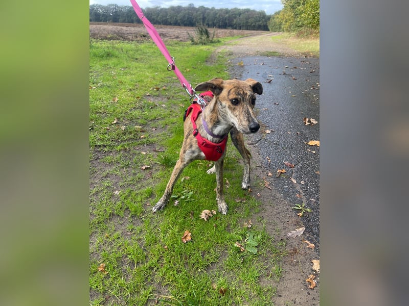 Yuna - Galgo-Mix