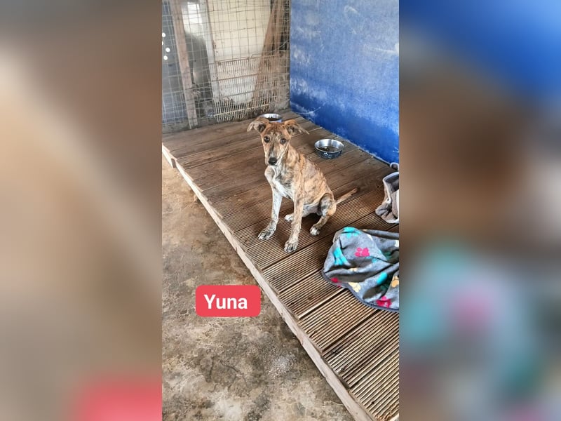 Yuna - Galgo-Mix