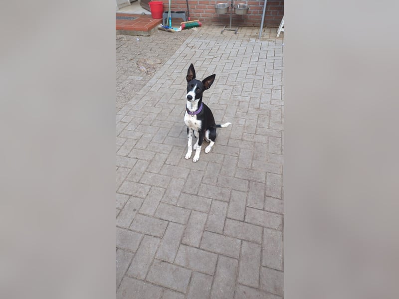 Lilika - Galgo-Mix