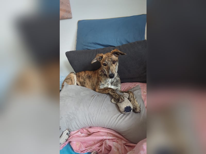 Yuna - Galgo-Mix