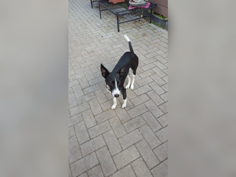 Lilika - Galgo-Mix