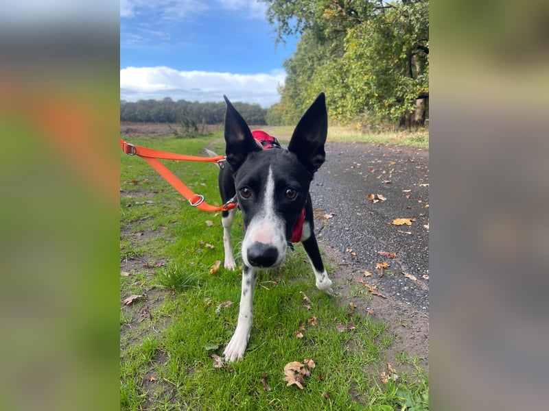 Lilika - Galgo-Mix
