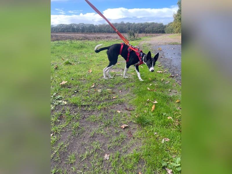 Lilika - Galgo-Mix
