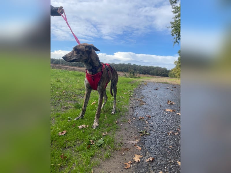 Yuna - Galgo-Mix