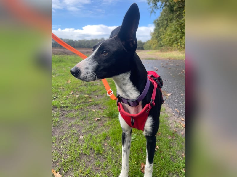 Lilika - Galgo-Mix