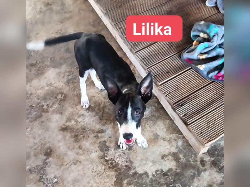Lilika - Galgo-Mix
