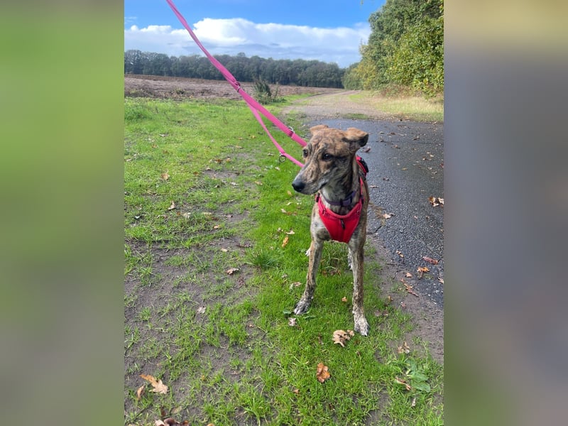 Yuna - Galgo-Mix