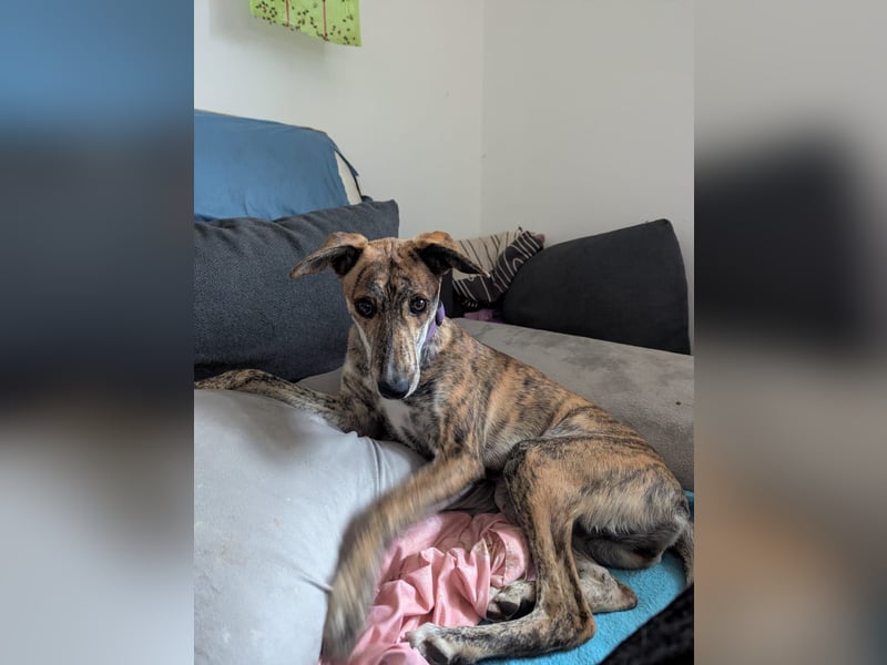 Yuna - Galgo-Mix