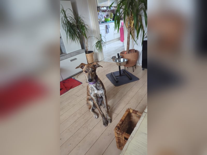 Yuna - Galgo-Mix