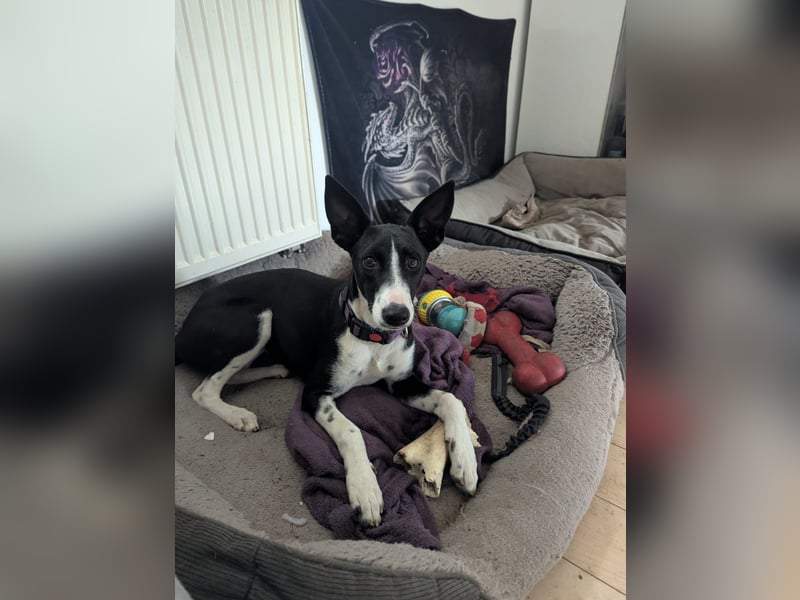 Lilika - Galgo-Mix