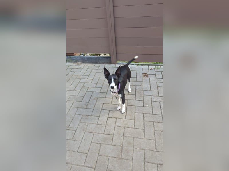 Lilika - Galgo-Mix