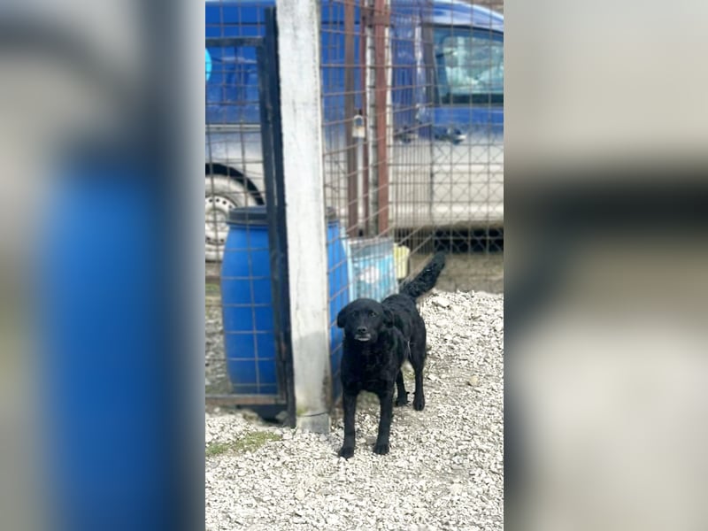 Linda - zartes Herz auf der Suche nach Geborgenheit