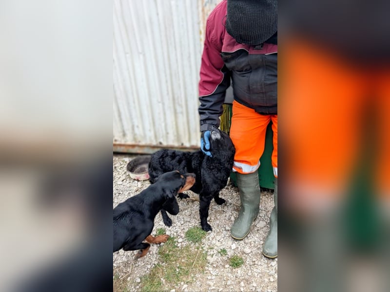 Linda - zartes Herz auf der Suche nach Geborgenheit