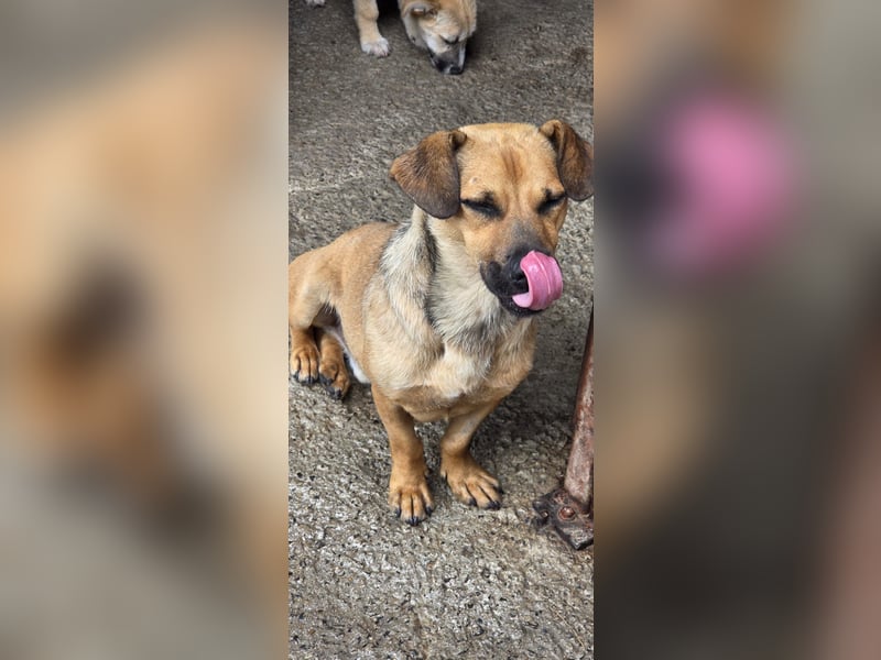 Otto kann es kaum erwarten- noch in Rumänien