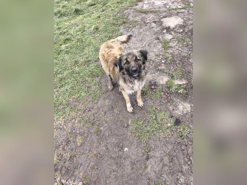 Shakira - sanfte Seele ist bereit für ein sicheres Leben