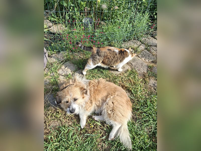 Wuschelige Puffy - katzenverträglich - in 97262 Hausen auf Pflegestelle