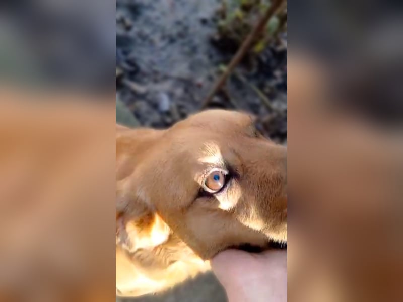 Mit Bobo haben Sie einen Goldschatz - verträglich mit Kindern, Hunden, Katzen