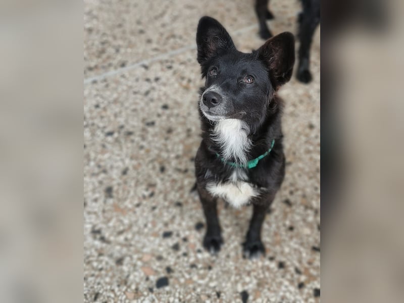 Aufgeweckte Prija, mit Kindern, Hund und Katze verträglich, noch in Kroatien