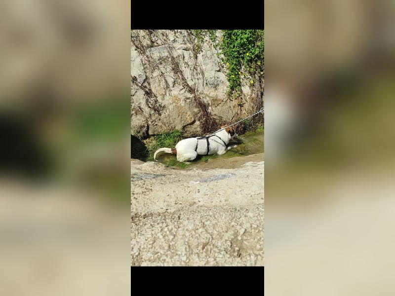 Sanfte Coral aus der Tötungsstation - in 97262 Hausen bei Würzburg auf Pflegestelle