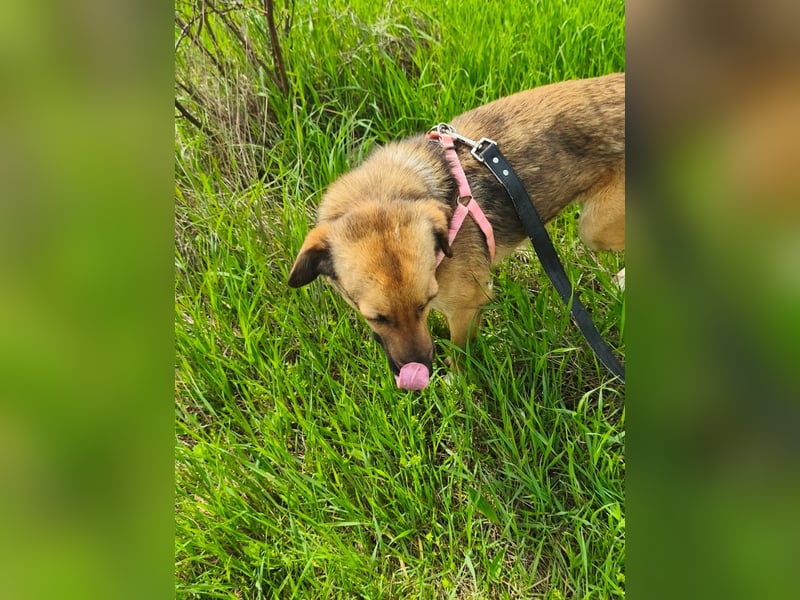 Chanel - von der Müllhalde in den Luxus - noch in Rumänien