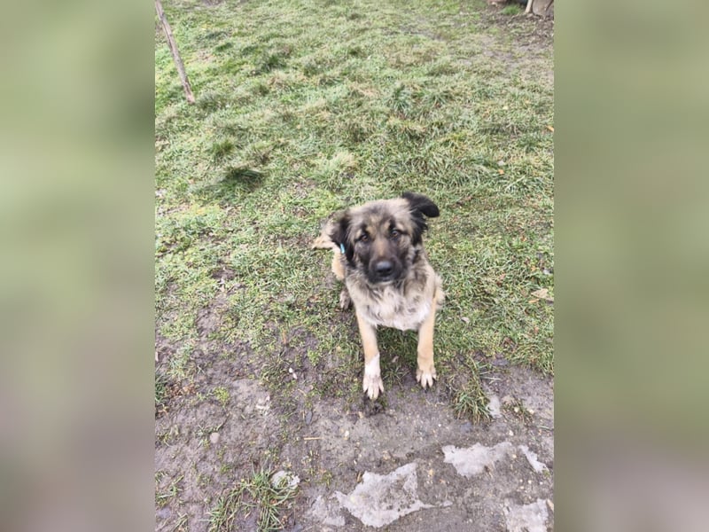 Shakira - sanfte Seele ist bereit für ein sicheres Leben