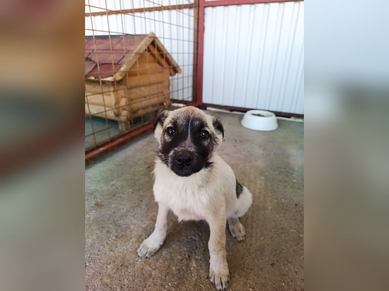 Der kleine Rickon hat den Sprung von der Müllhalde geschafft - schafft er es bald in sein Zuhause?