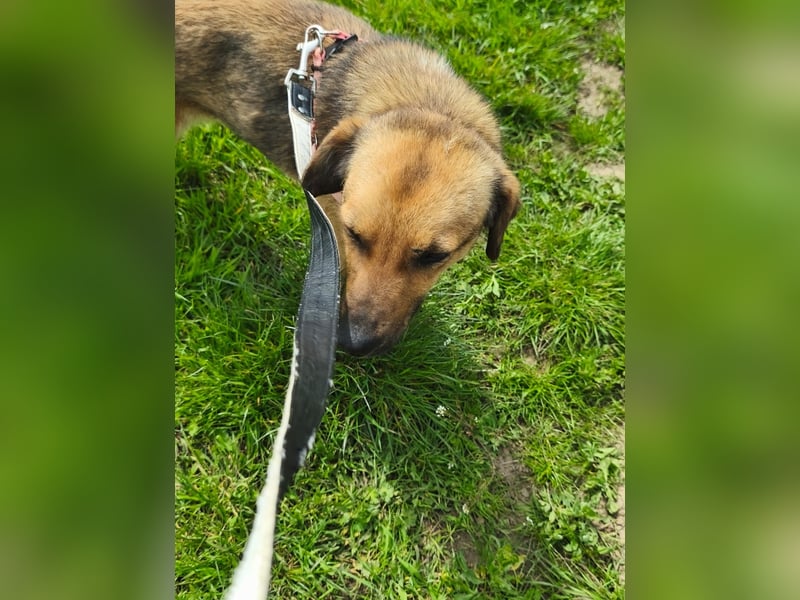 Chanel - von der Müllhalde in den Luxus - noch in Rumänien