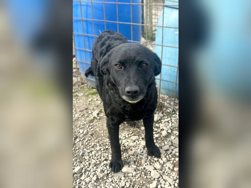 Linda - zartes Herz auf der Suche nach Geborgenheit