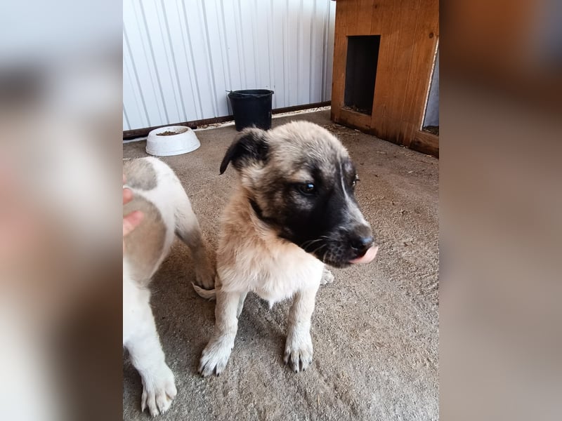 Der kleine Rickon hat den Sprung von der Müllhalde geschafft - schafft er es bald in sein Zuhause?