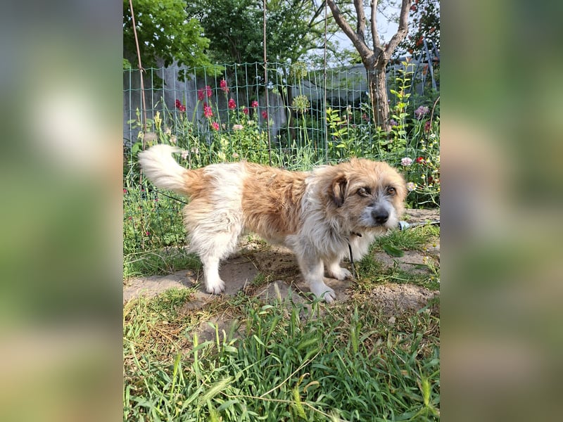 Wuschelige Puffy - katzenverträglich - in 97262 Hausen auf Pflegestelle
