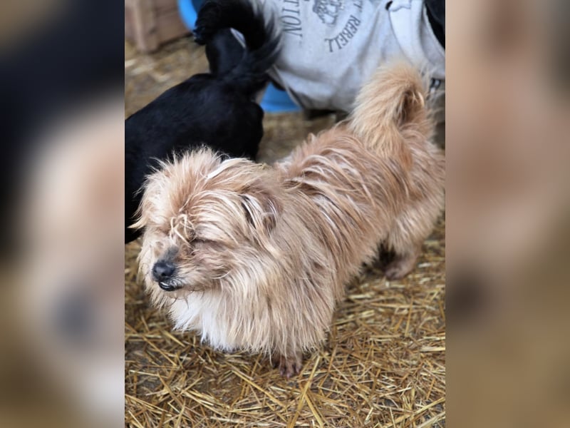 Fuzzy, der kleine Wuschel möchte dein Prinz sein