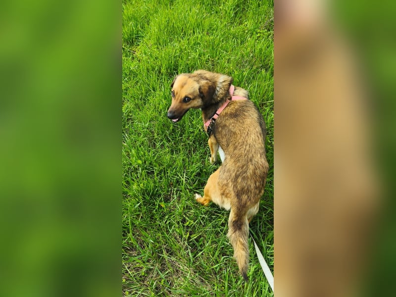 Chanel - von der Müllhalde in den Luxus - noch in Rumänien