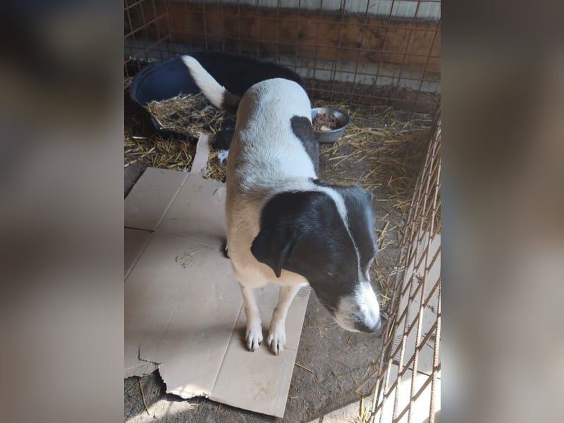 Siel - der Tötungsstation entkommen - sucht SEIN Zuhause - aktuell noch in Rumänien
