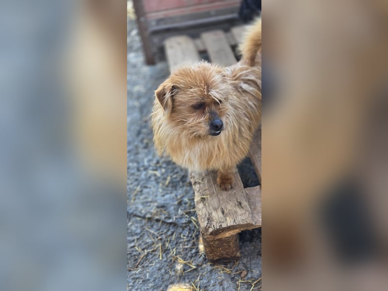 Fuzzy, der kleine Wuschel möchte dein Prinz sein