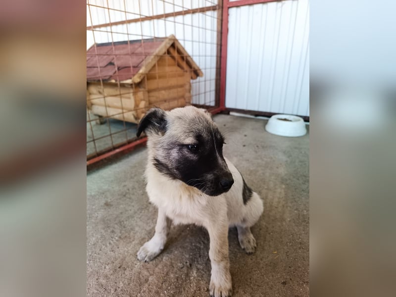 Der kleine Rickon hat den Sprung von der Müllhalde geschafft - schafft er es bald in sein Zuhause?