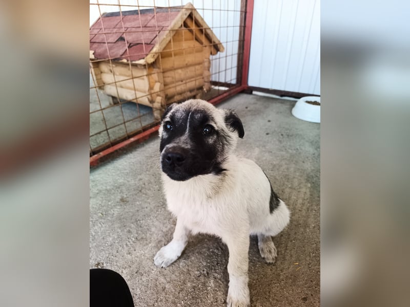 Der kleine Rickon hat den Sprung von der Müllhalde geschafft - schafft er es bald in sein Zuhause?