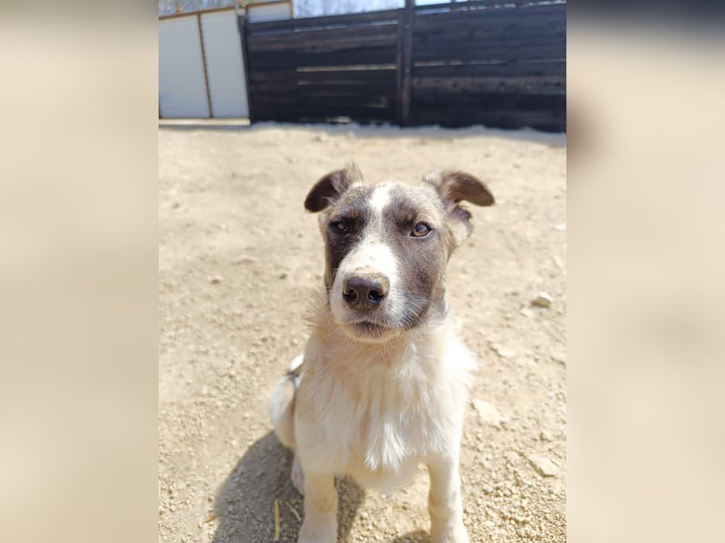 Sanfter Robb - aktuell in Bosnien auf Großpflegestelle