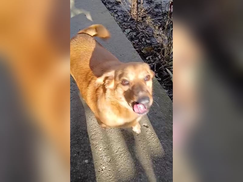 Mit Bobo haben Sie einen Goldschatz - verträglich mit Kindern, Hunden, Katzen