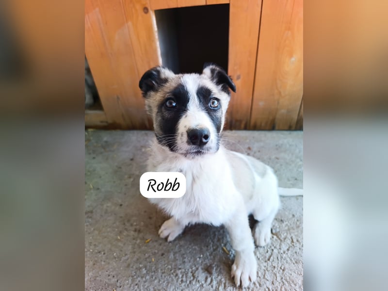 Sanfter Robb - aktuell in Bosnien auf Großpflegestelle