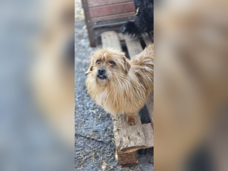 Fuzzy, der kleine Wuschel möchte dein Prinz sein