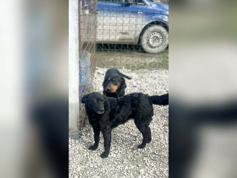 Linda - zartes Herz auf der Suche nach Geborgenheit