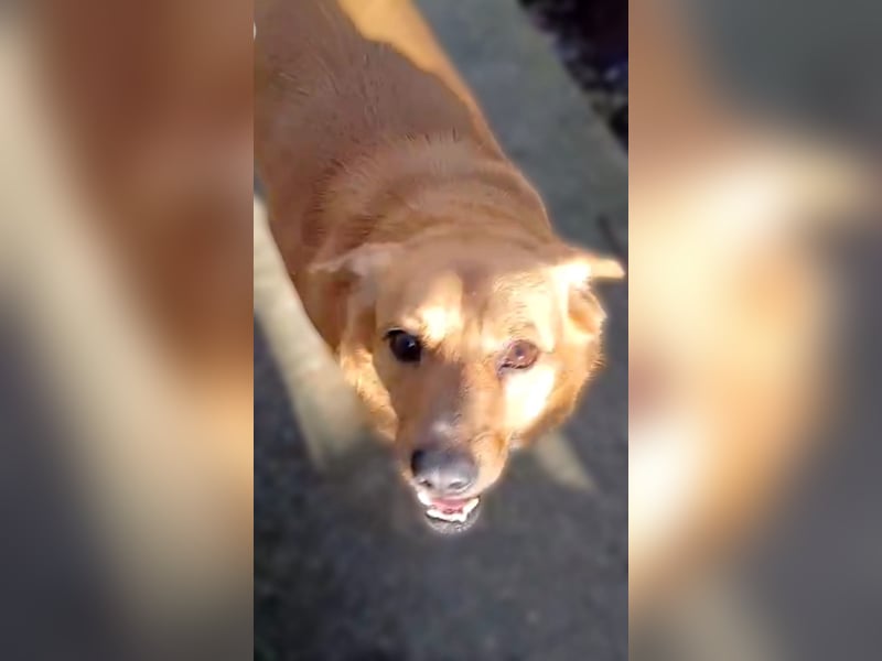 Mit Bobo haben Sie einen Goldschatz - verträglich mit Kindern, Hunden, Katzen