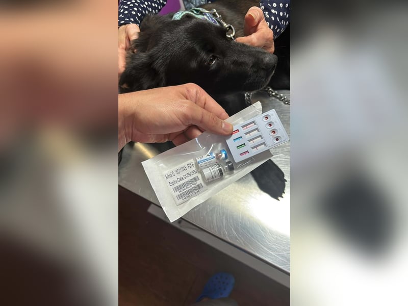 Aufgeschlossene Bessy wurde einfach ausgesetzt - noch in Rumänien