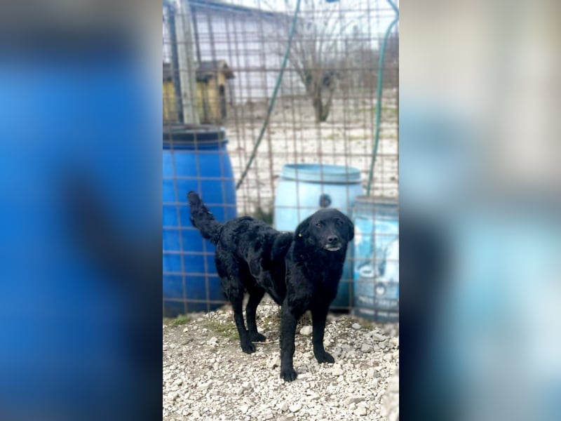 Linda - zartes Herz auf der Suche nach Geborgenheit