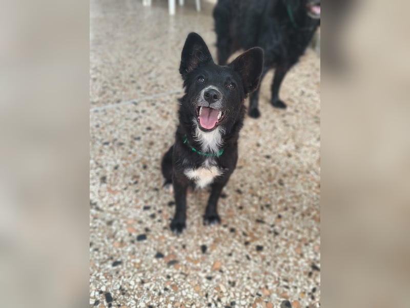 Aufgeweckte Prija, mit Kindern, Hund und Katze verträglich, noch in Kroatien