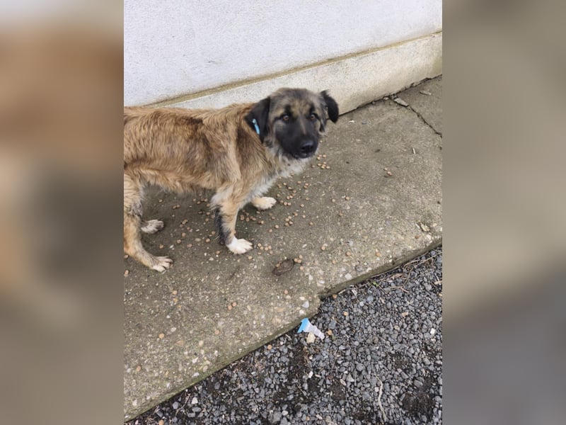 Shakira - sanfte Seele ist bereit für ein sicheres Leben