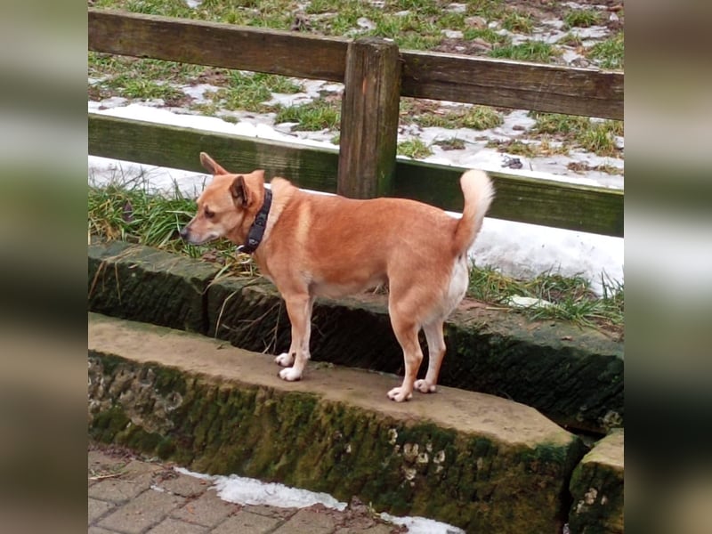 Goldige Sandy sucht (nicht nur) Katzenbesitzer