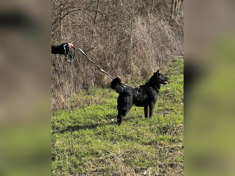Linda - zartes Herz auf der Suche nach Geborgenheit