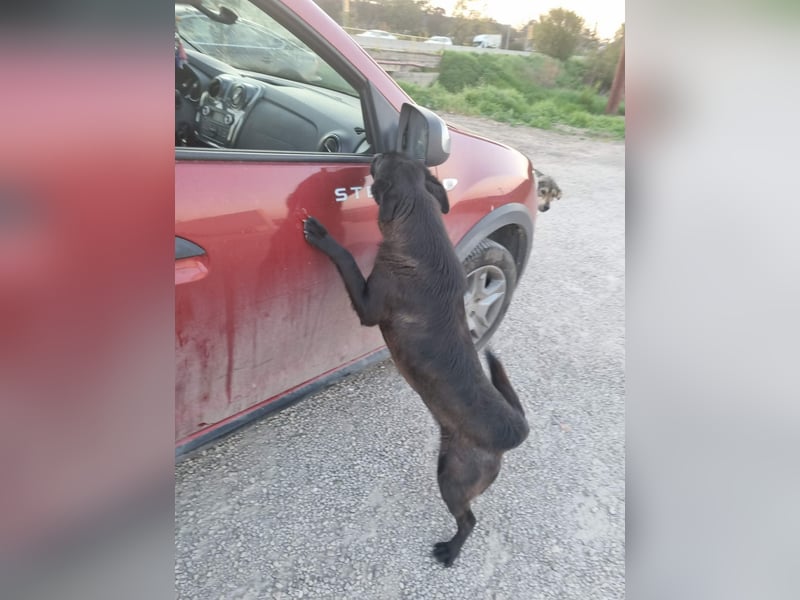 Aufgeschlossene Bessy wurde einfach ausgesetzt - noch in Rumänien