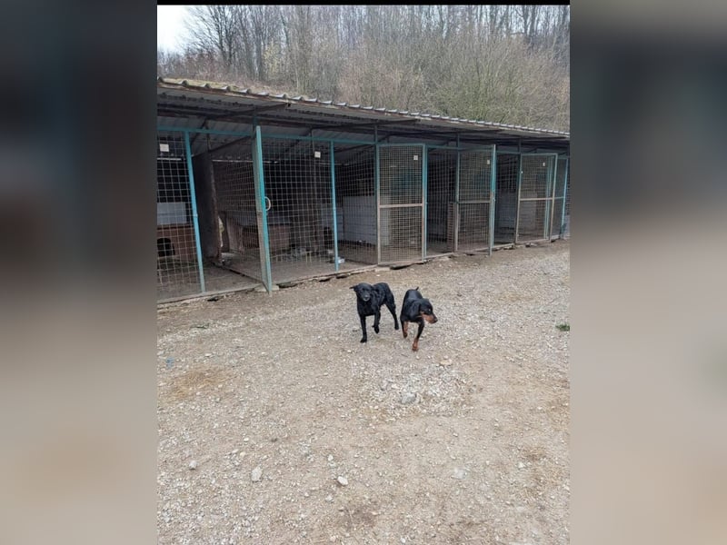 Linda - zartes Herz auf der Suche nach Geborgenheit